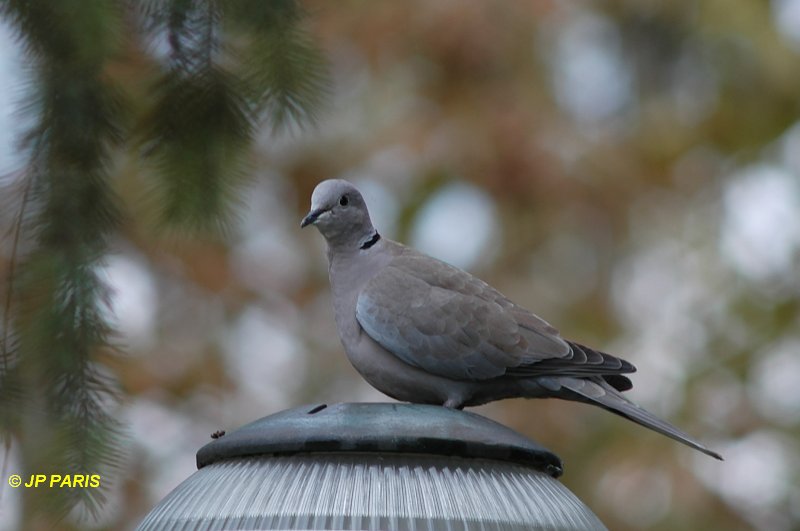 Streptopelia decaocto